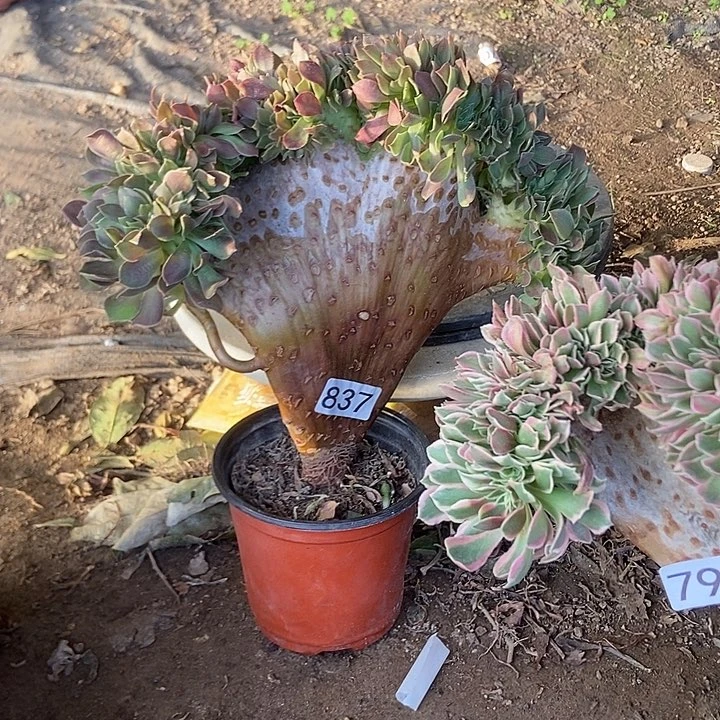 837玫瑰法师缀老板子法师