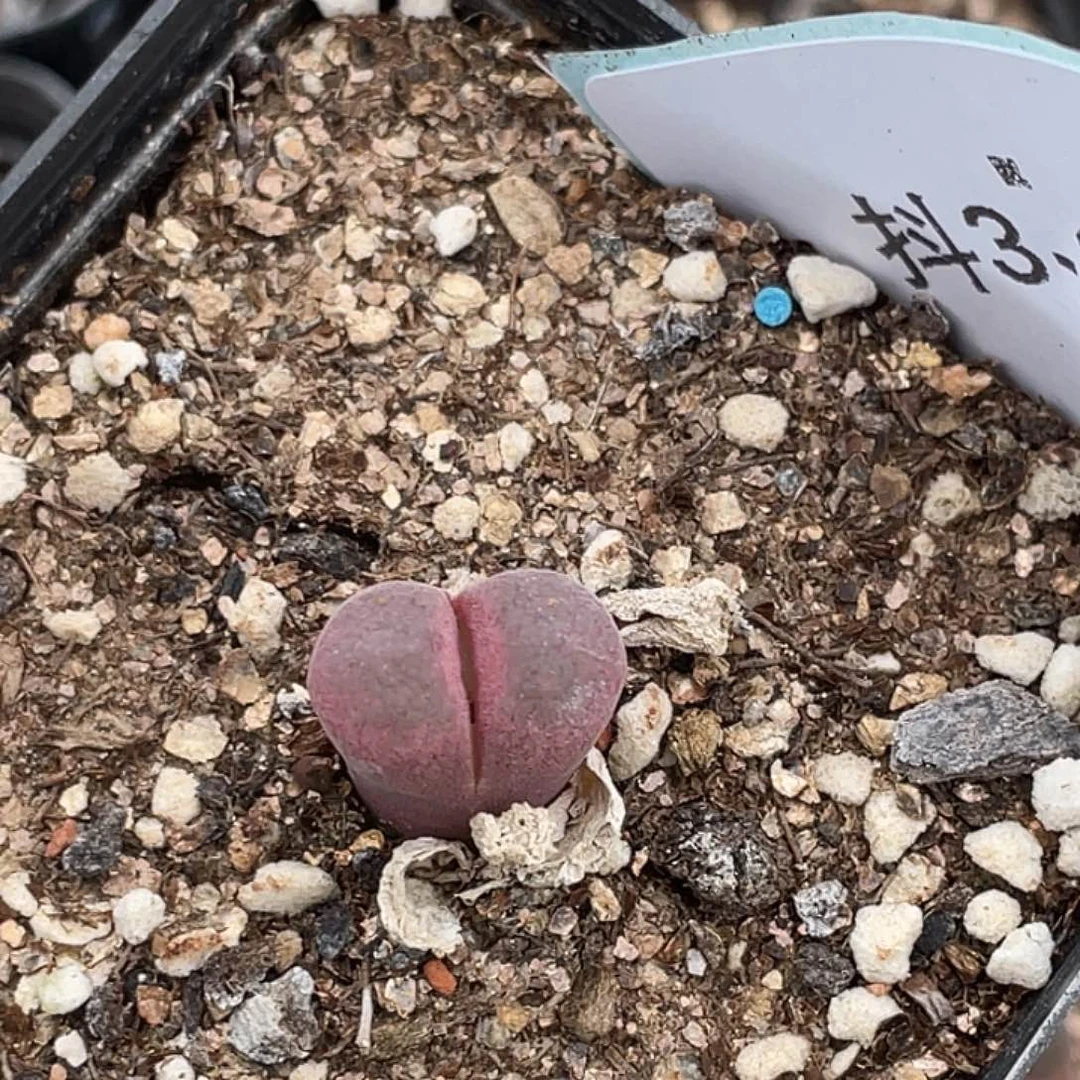 弘***儿3-127风铃多肉植物