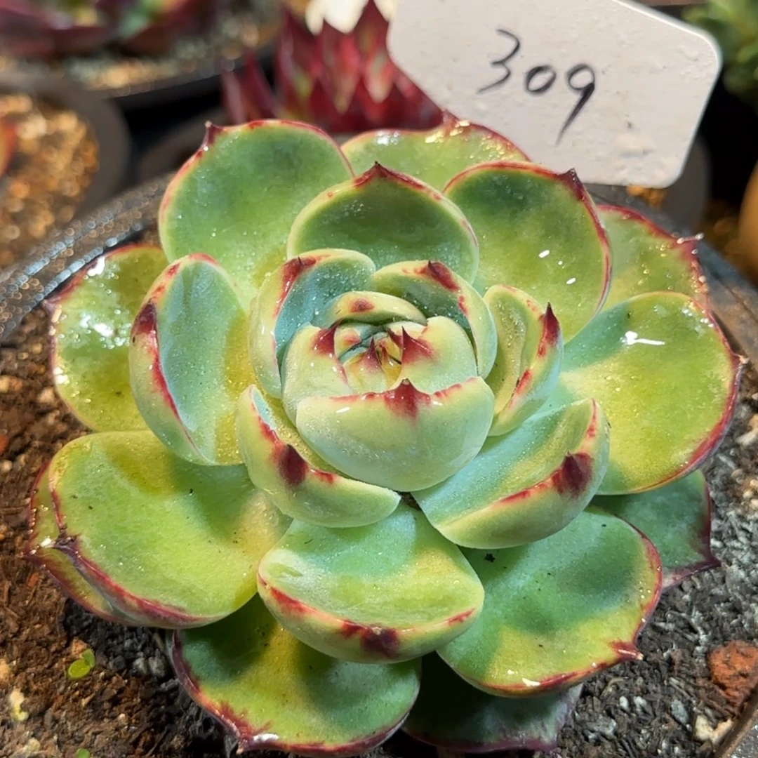 惊鸿一物一拍包装收缩花旱309