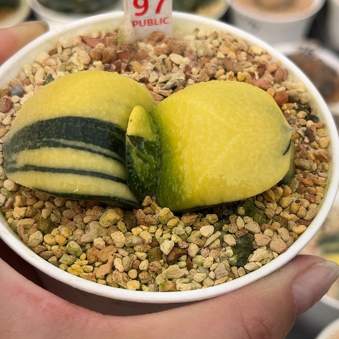97珍珠卧牛寿锦福利福利