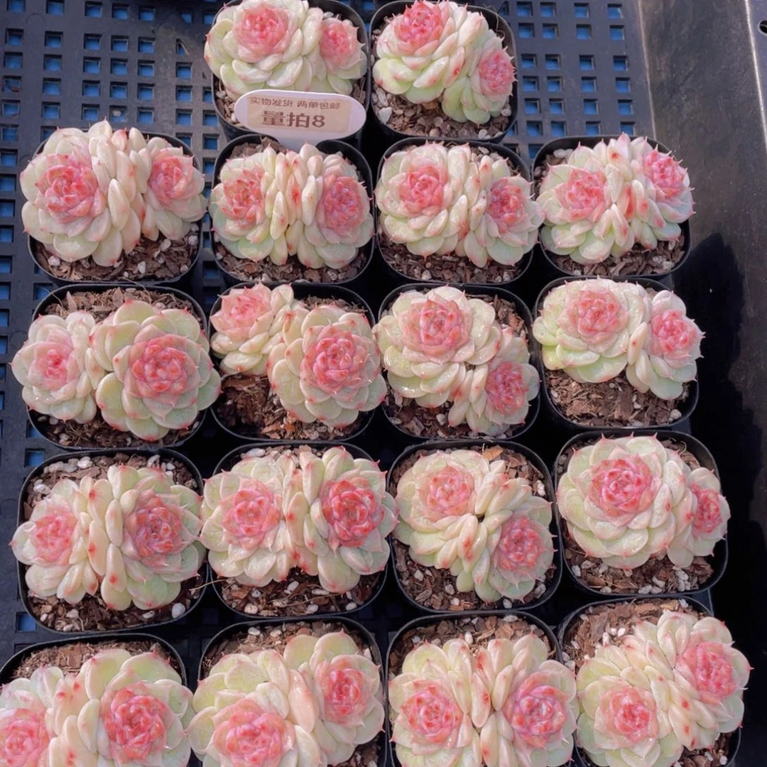 量拍8号荧石珍妮双头一个