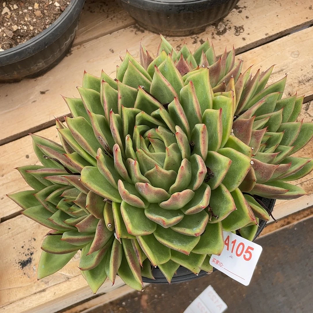 若如东云单拍A105
