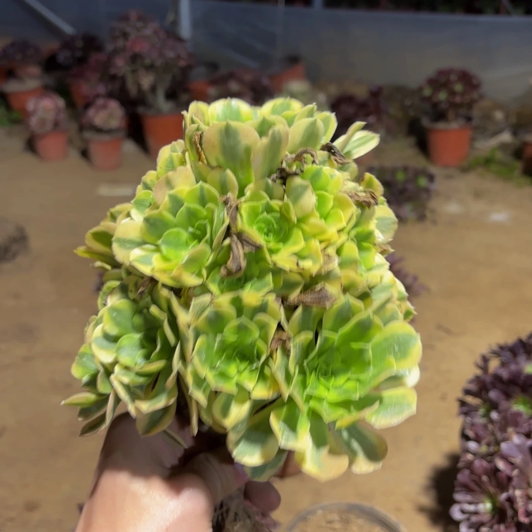 金丝翡翠9.9多肉植物