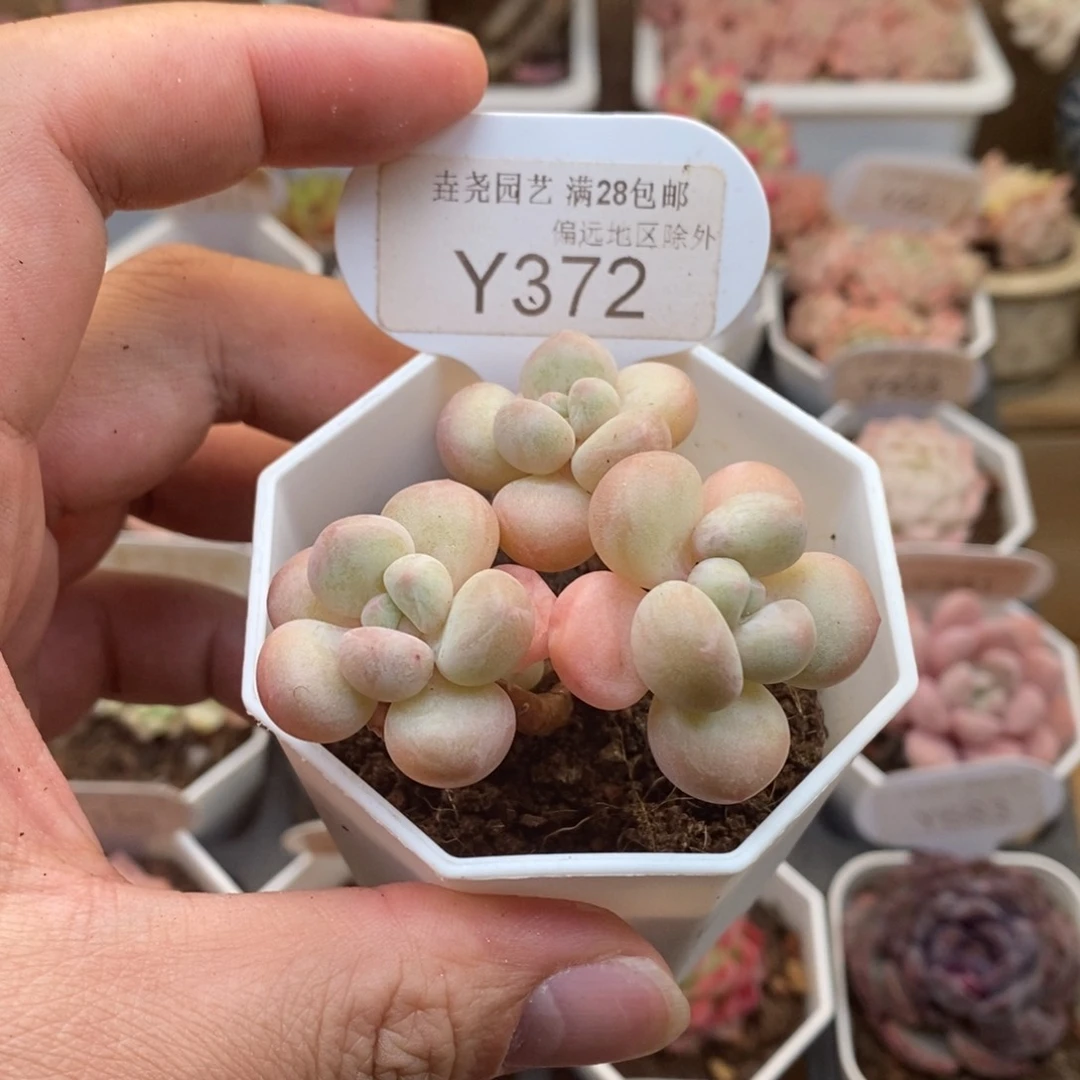 0372泡泡糖5.5厘米