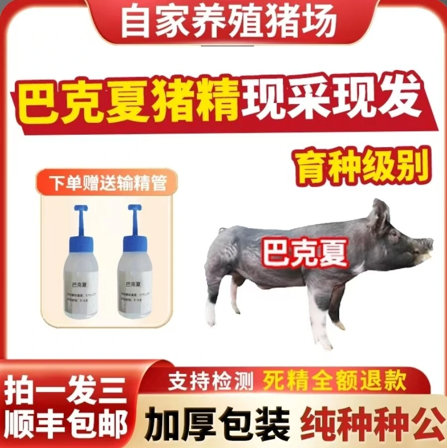 精品巴克夏品生态养殖好选择精品巴克夏品质好生态养殖好选择猪精