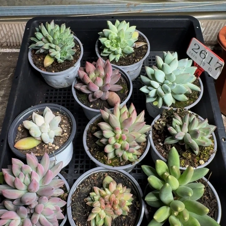 2617多肉植物一物一拍