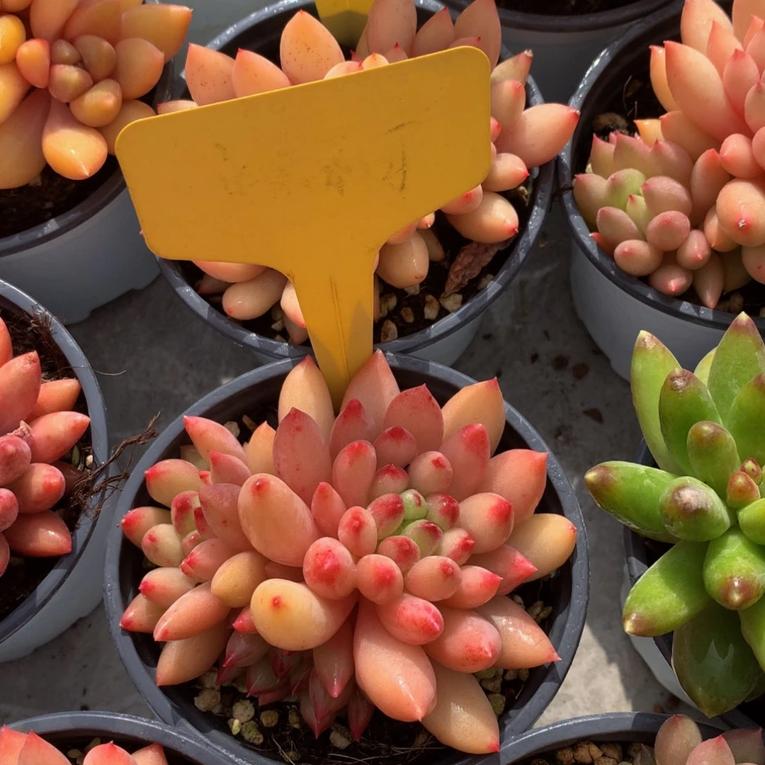 岩字626363663637373