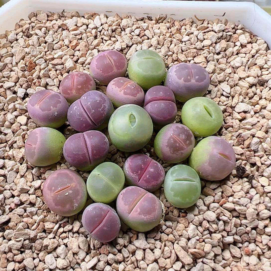 无花朵彩色橄榄脱土发………………
