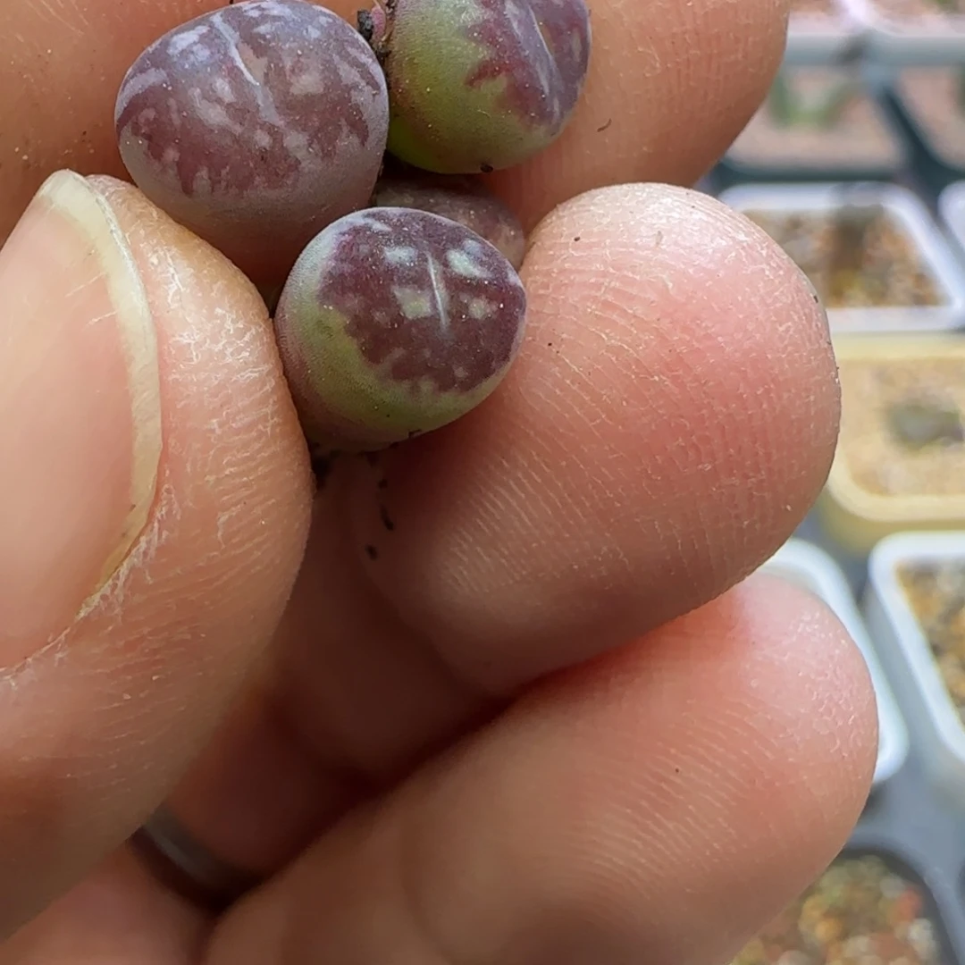 ****"四颗毛杂多肉植物