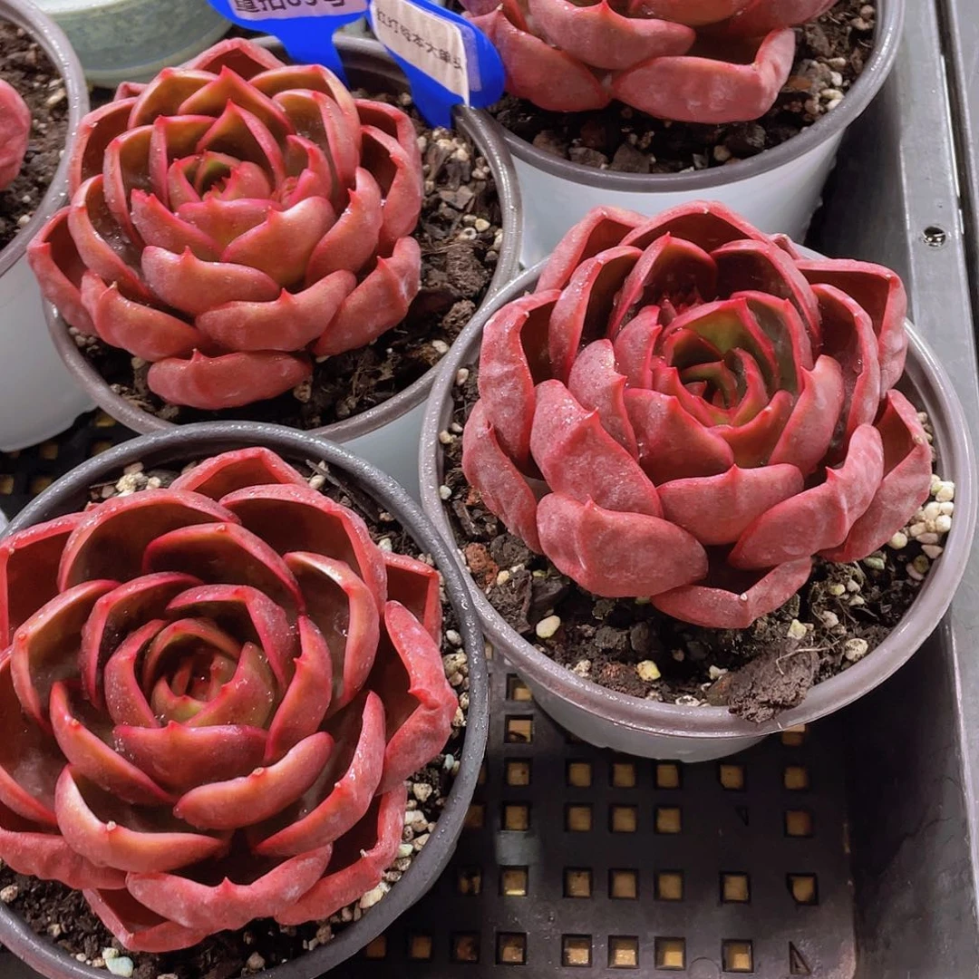 量拍83号 红灯母本大单头一个