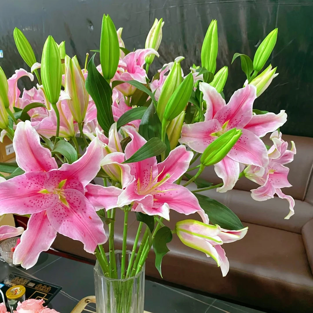 5支多头粉百合