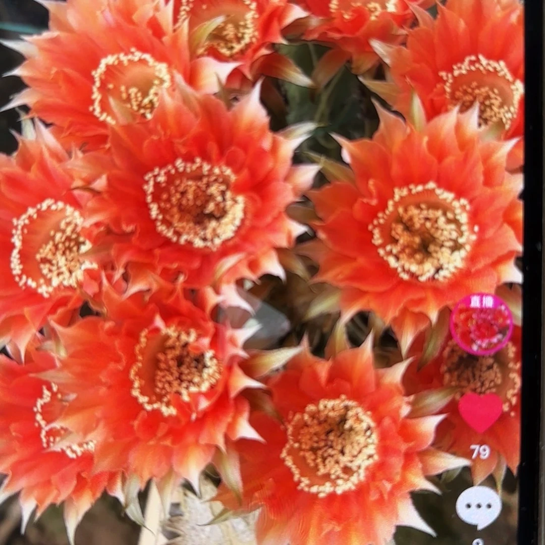 A119精钢侧牙20包邮仙人球6