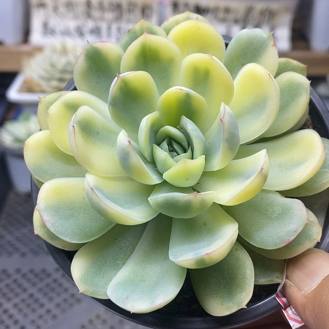 12162 草莓冰覆轮锦