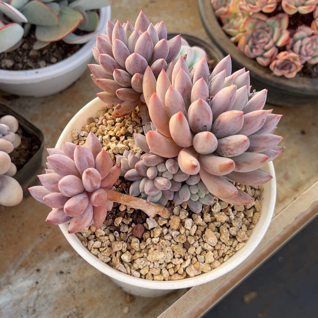 所罗门 阿松多肉园