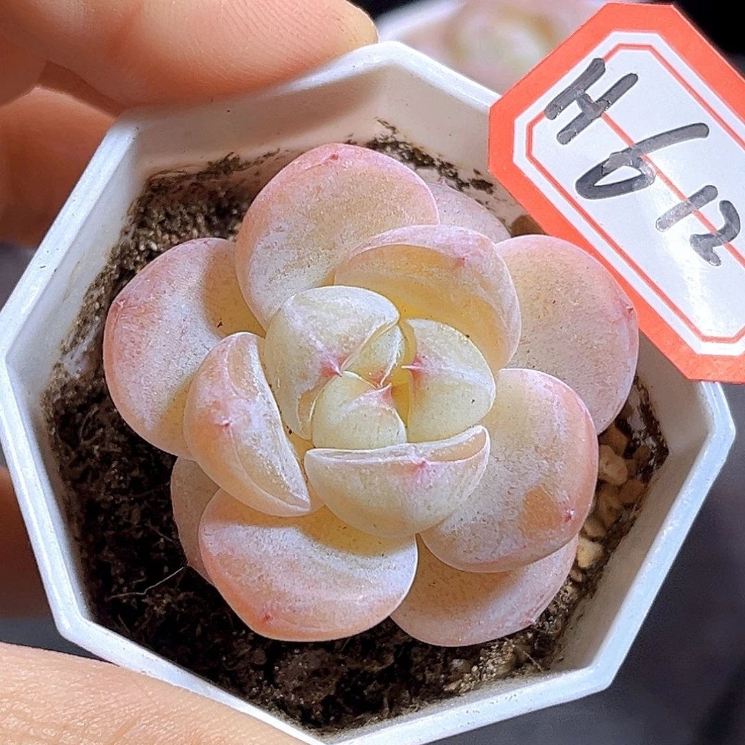 H612  牛奶糖满18包邮