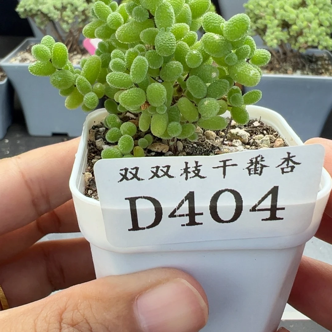 404蜜橘