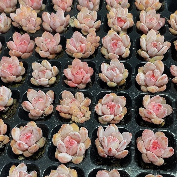 小粉笔1元带土发货