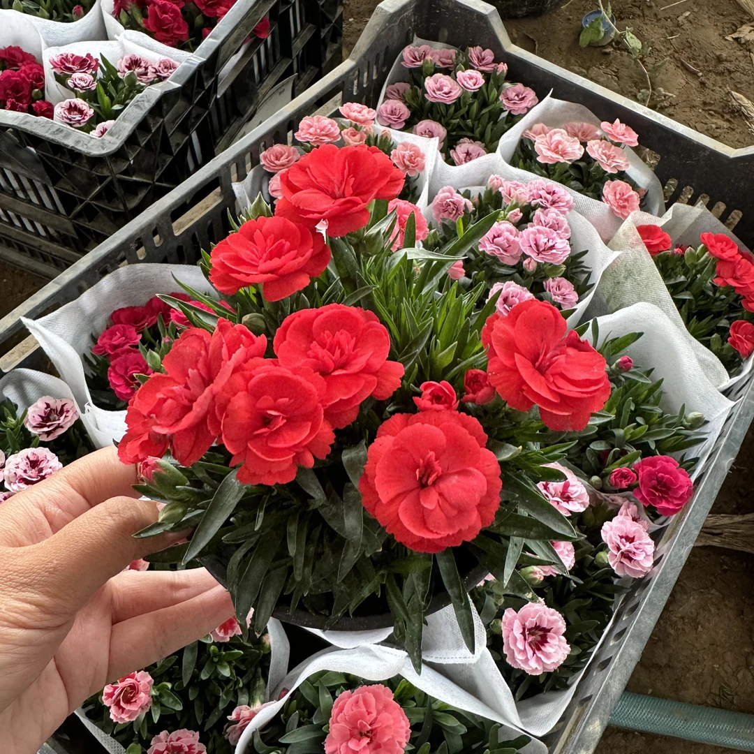 奥斯卡花苗盆栽庭院绿化耐寒耐旱四季开花常绿草坪多年生宿根