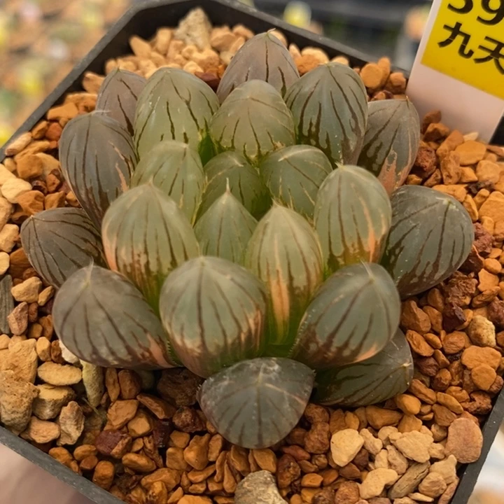 590号霓虹灯玉露锦带盆