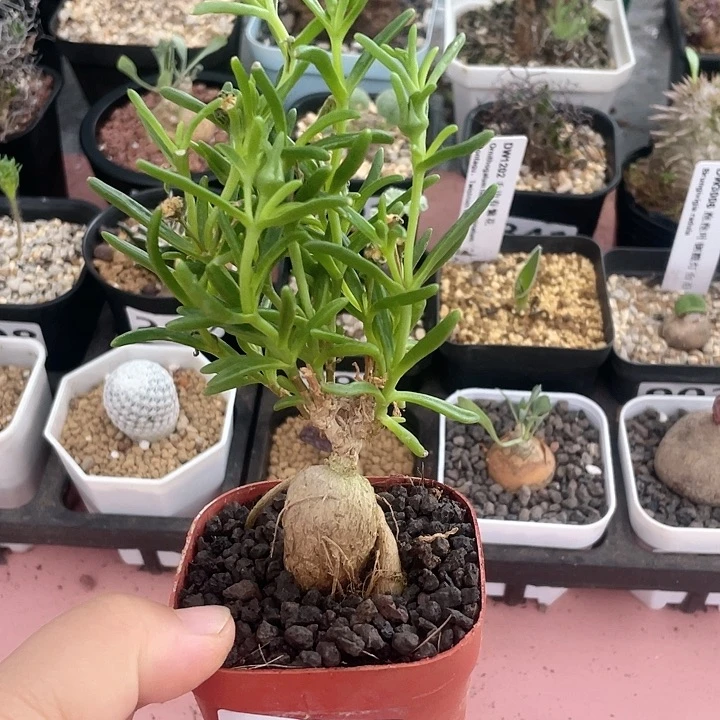 905冰花块根植物，