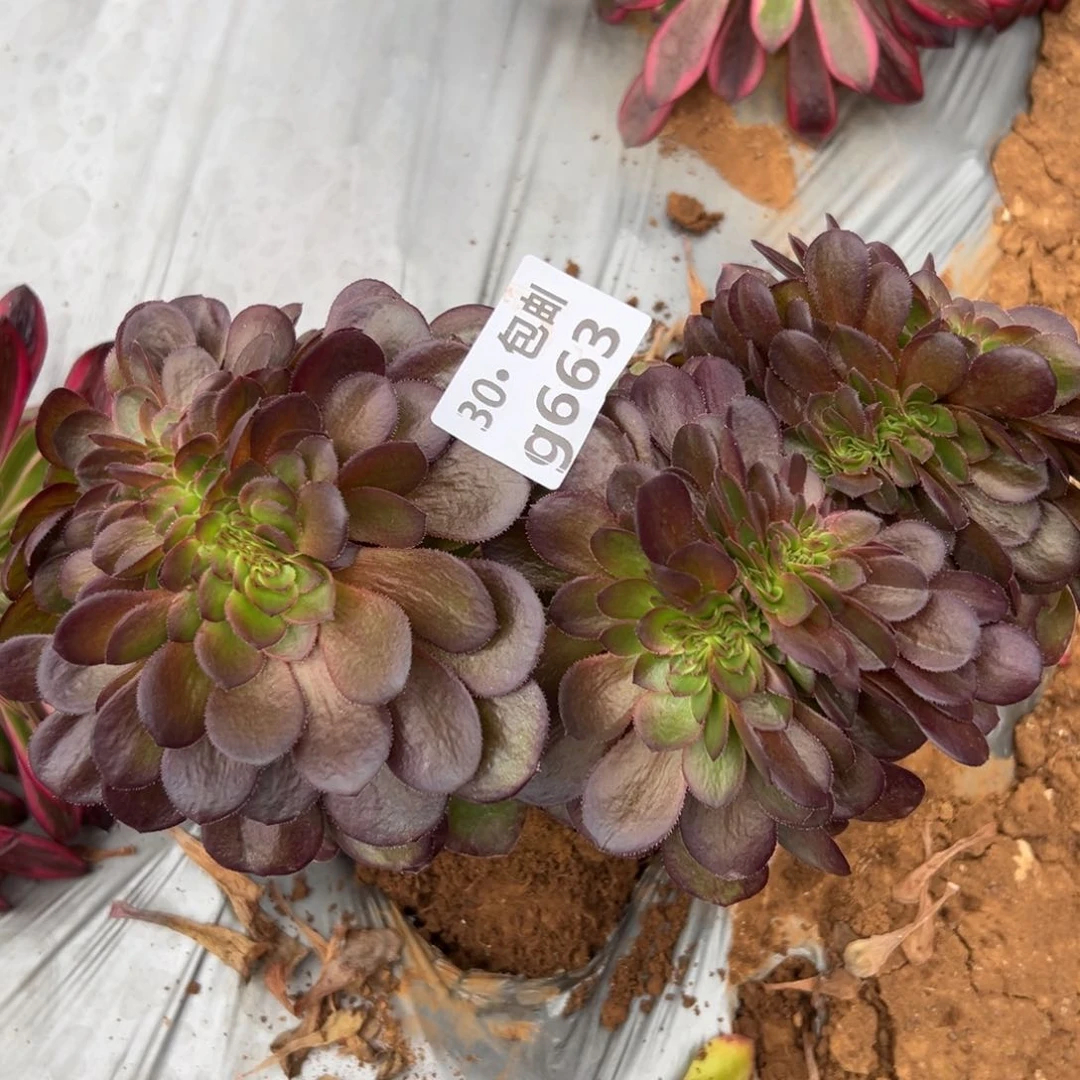 663 多肉法师万缀