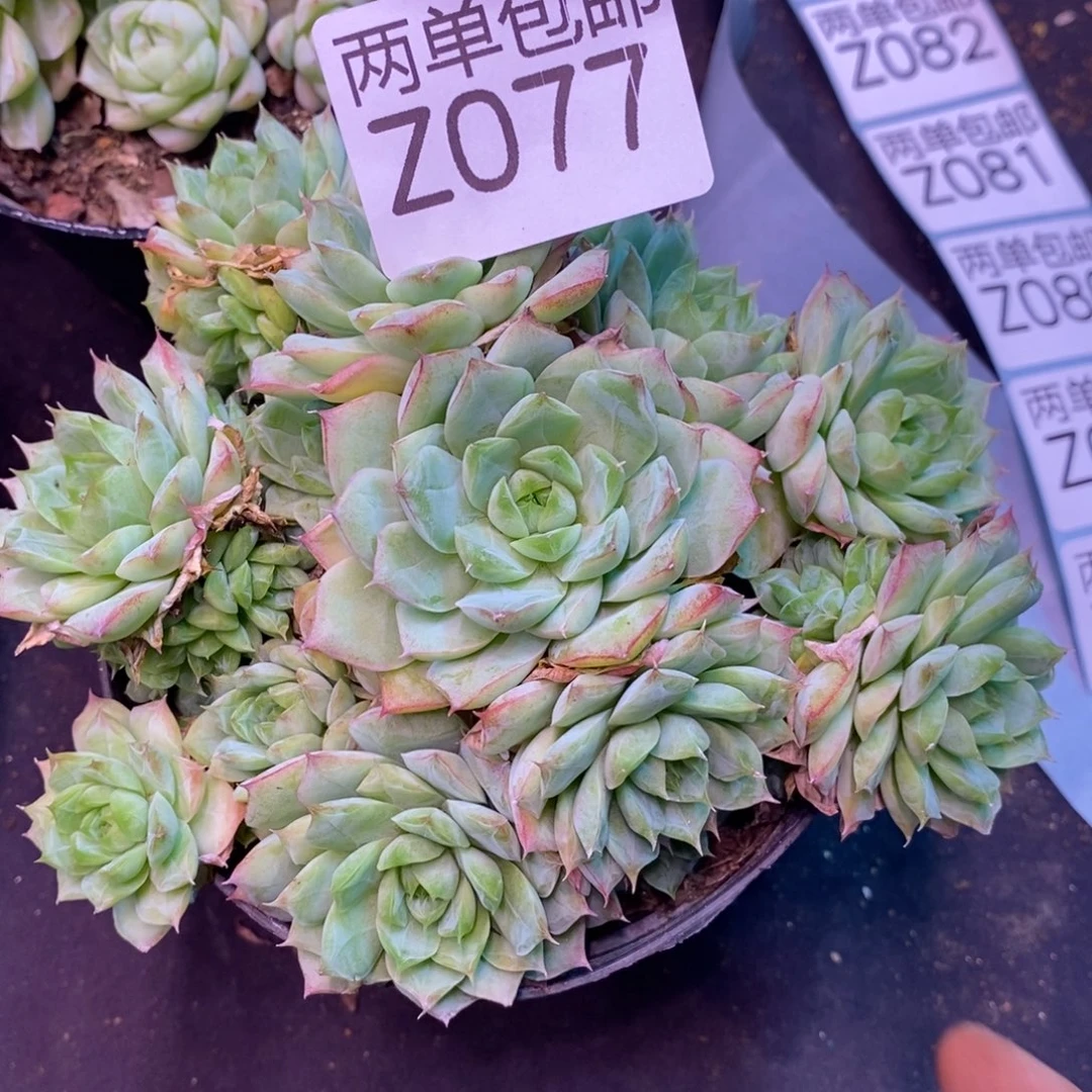 哈哈哈哈哈哈哈77号