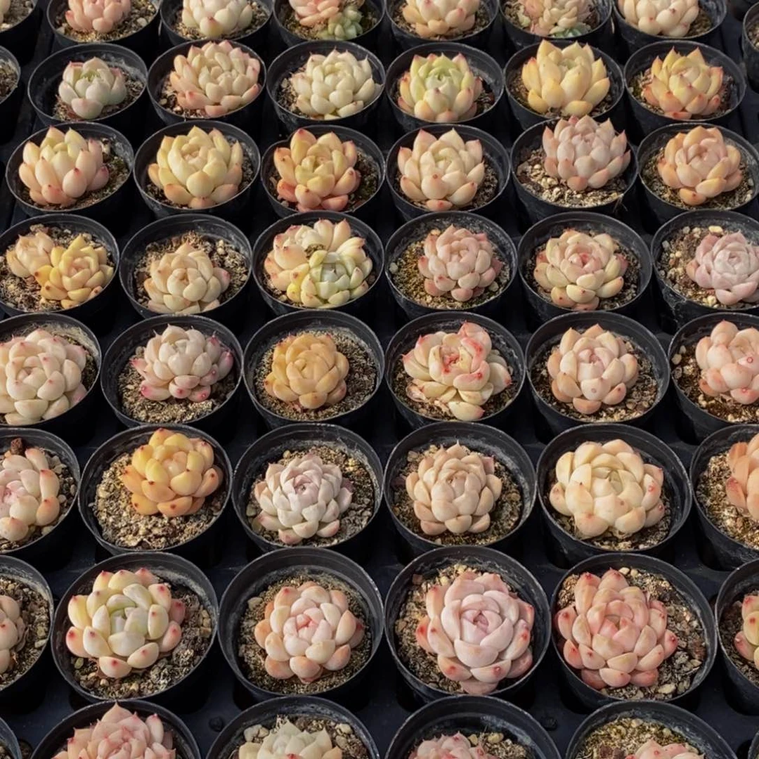 409的人生态度是一种