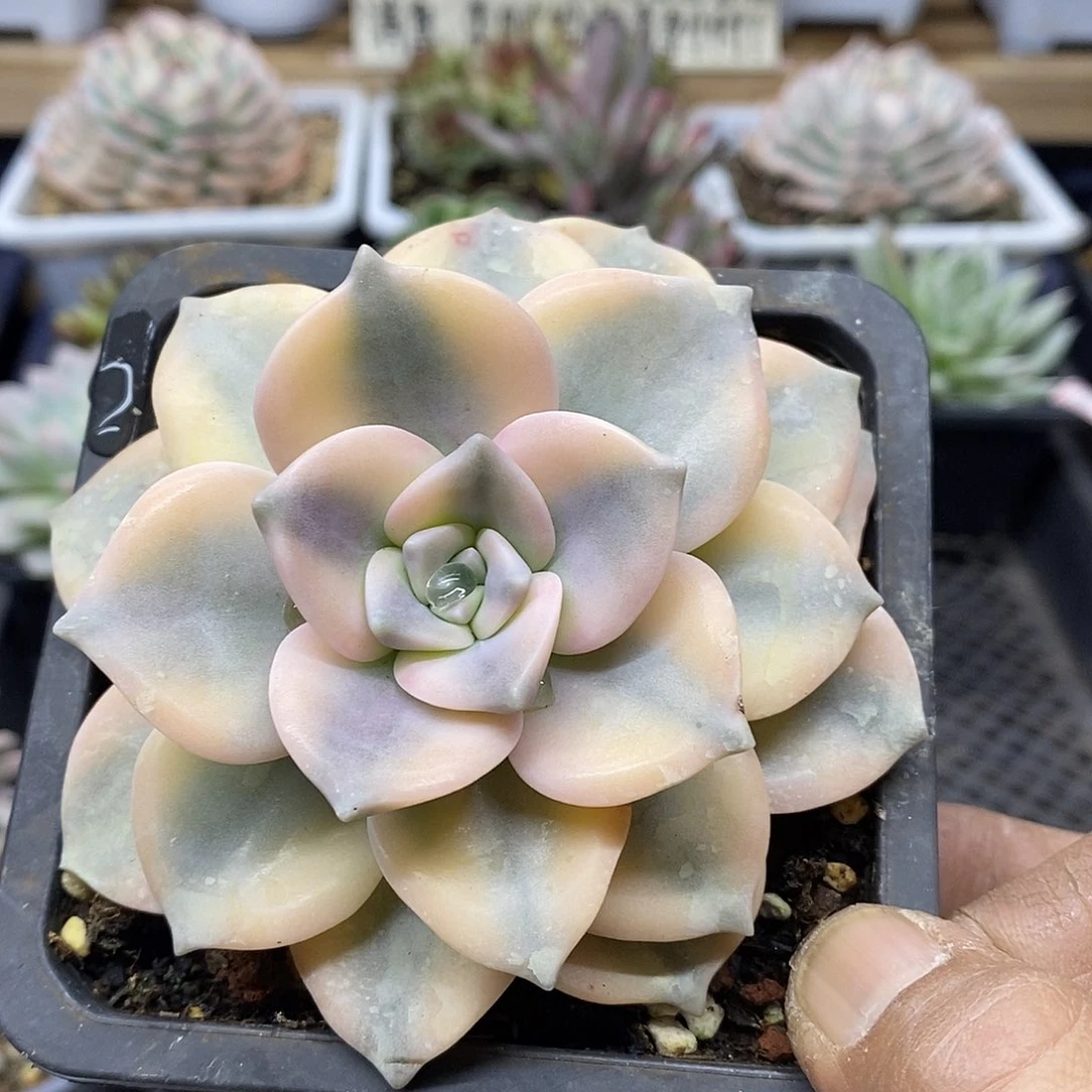 18219 粉紫乐覆轮锦 需延时发货