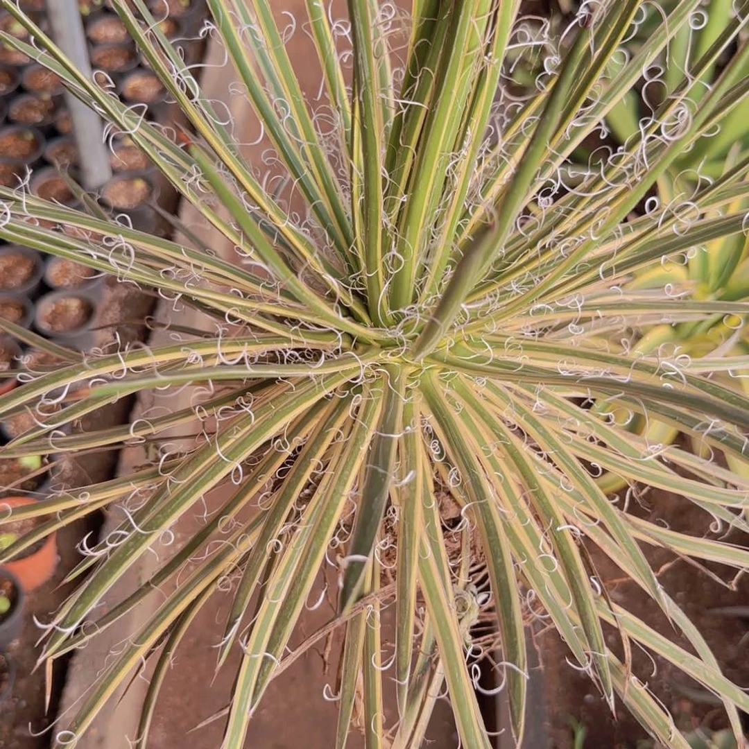 p****n块根植物块根植物