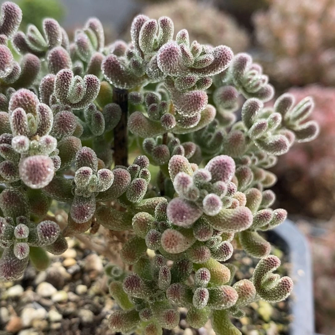 (****？优选冰晶3996枝干番杏