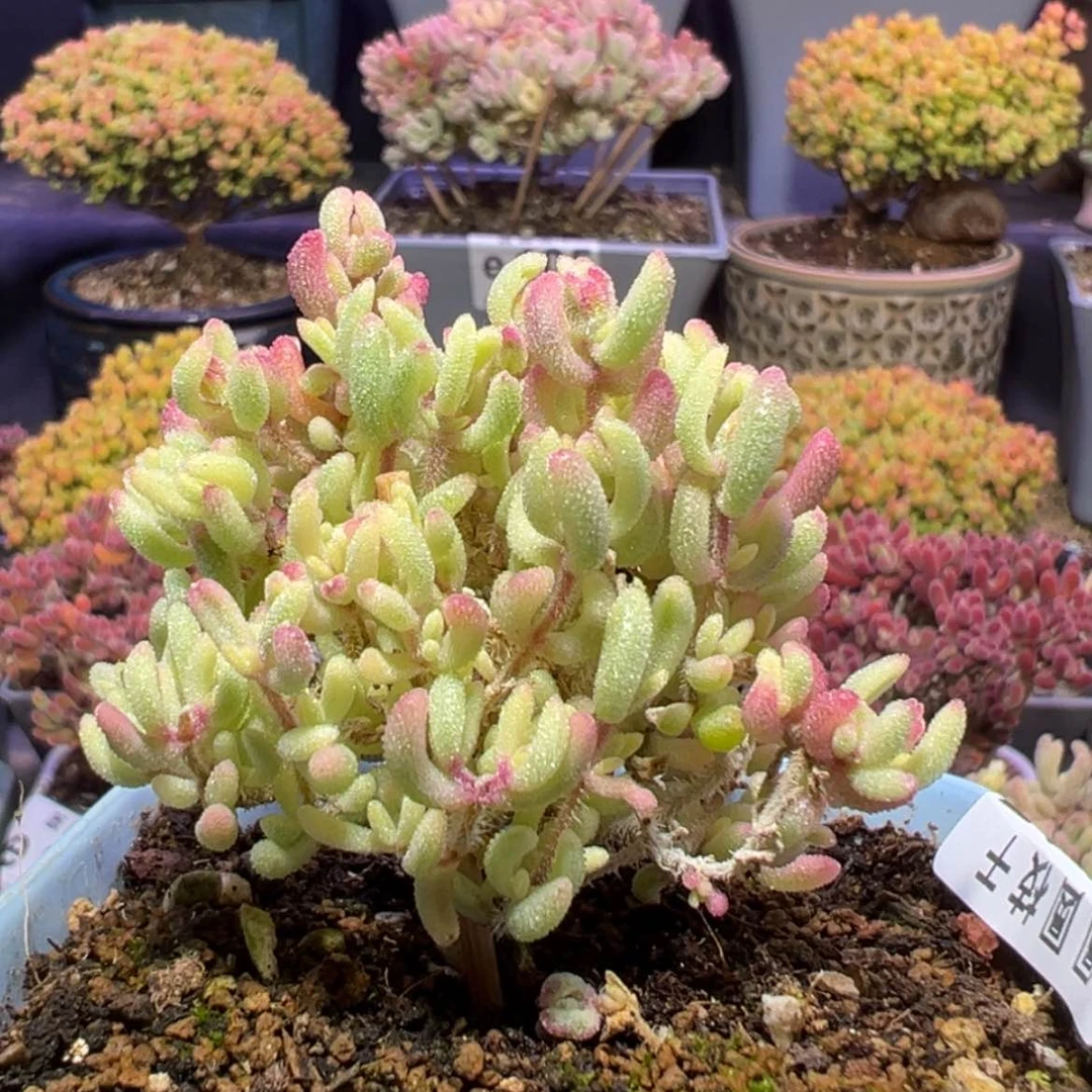 【闪购商品】e207红宝石锦冠幅5cm