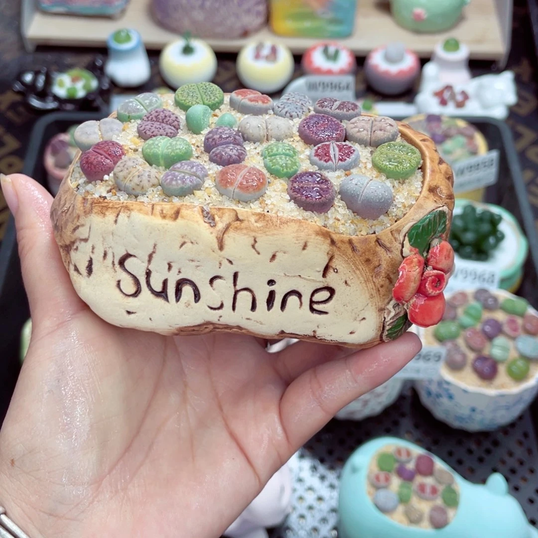 w9972 带盆土发货一物一拍