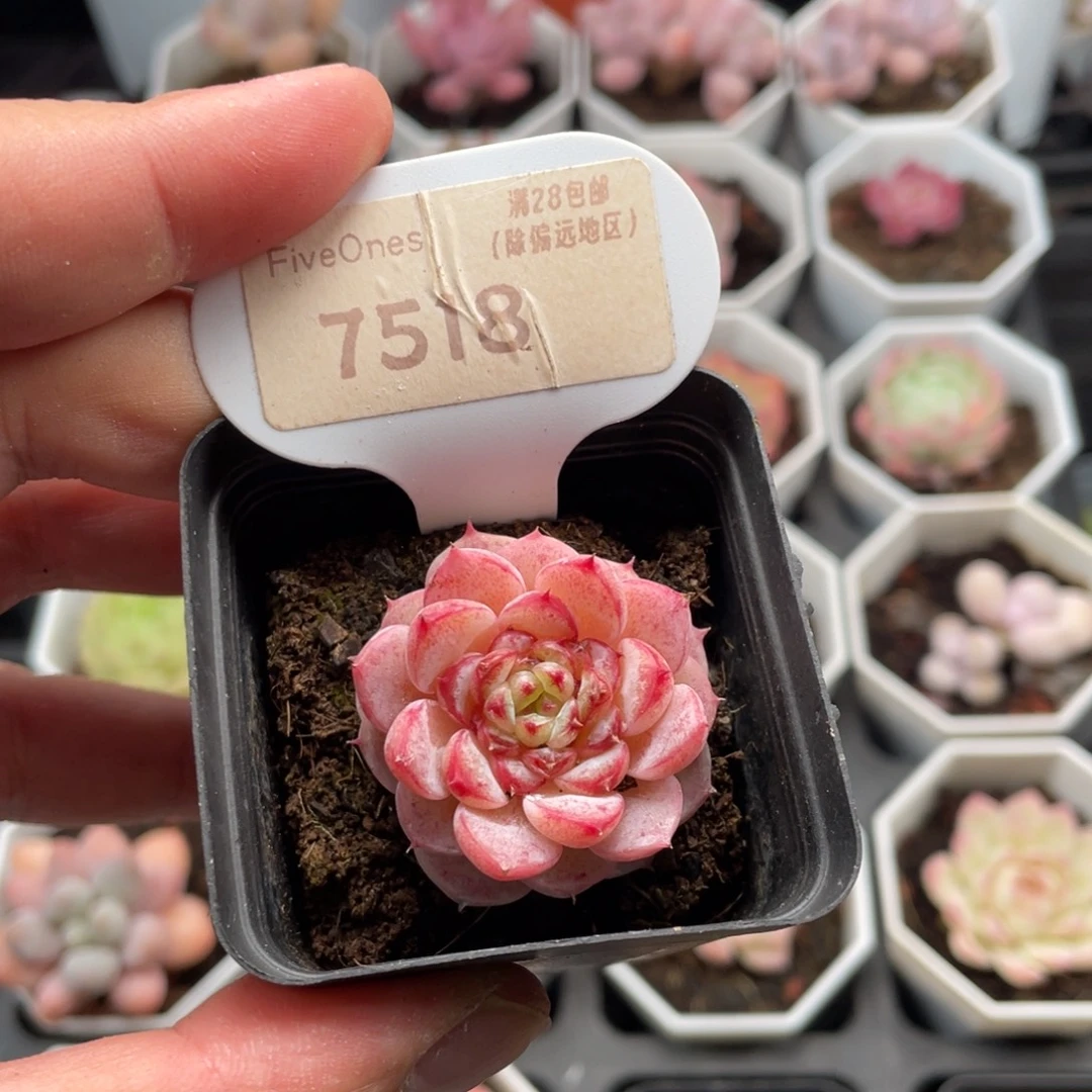 天鹅绒7518-3.5厘米
