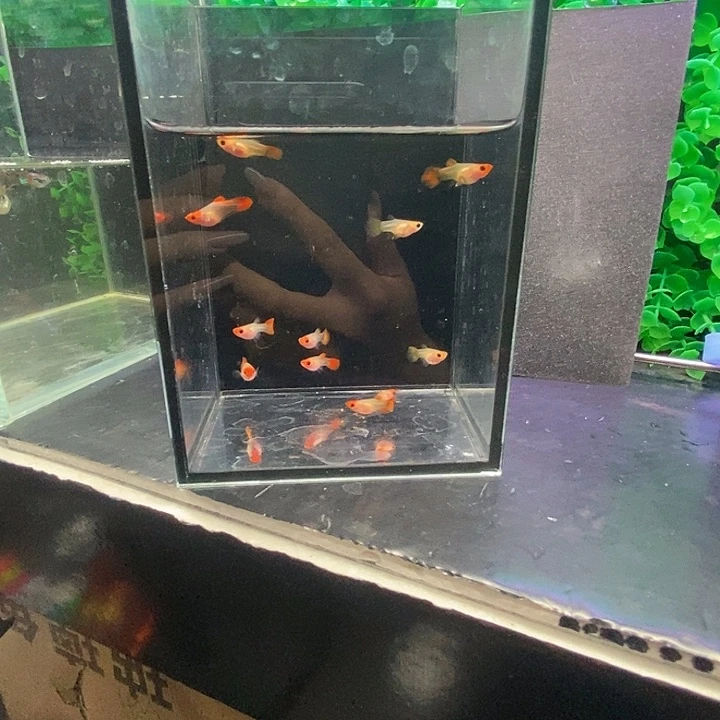 风***景孔雀鱼深海蓝玻璃猫10条