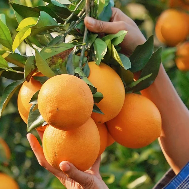 广西富川脐橙新鲜采摘皮薄肉嫩多汁当季水果