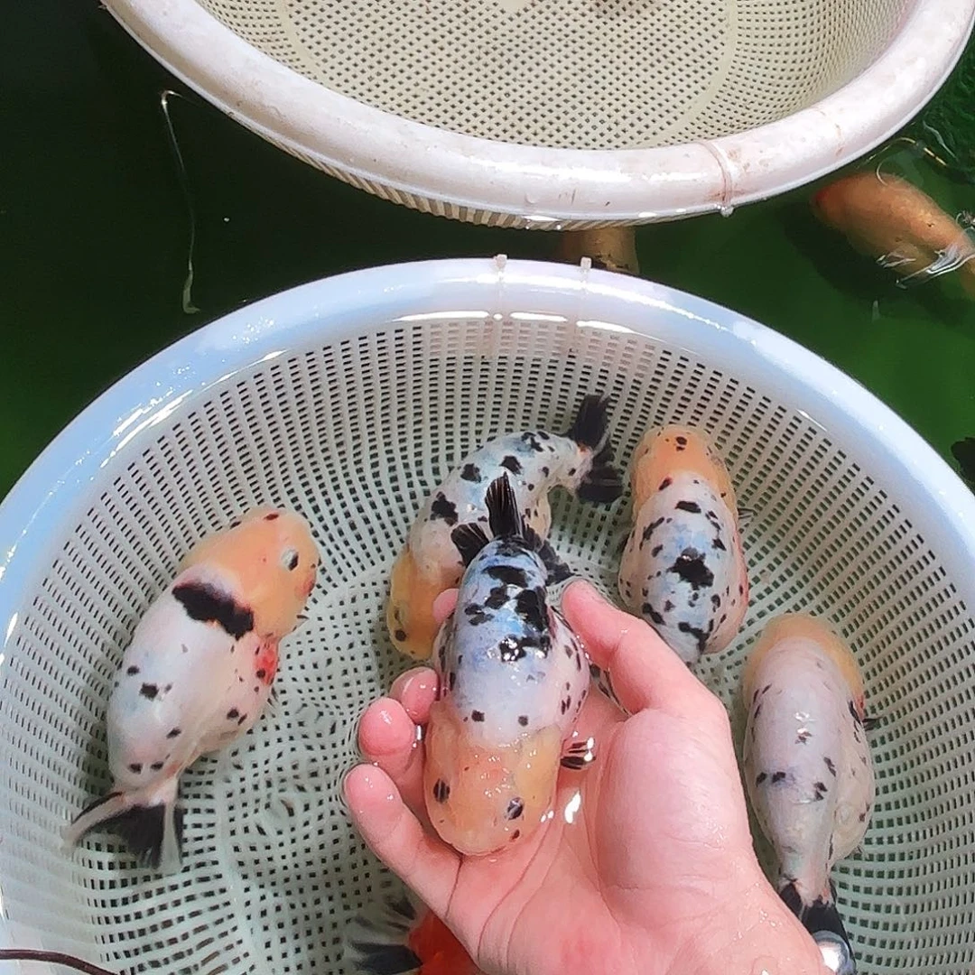 抱***鱼金鱼加30顺丰包邮