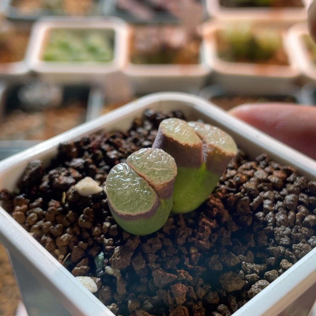紫体白窗磁铁植物一物一拍