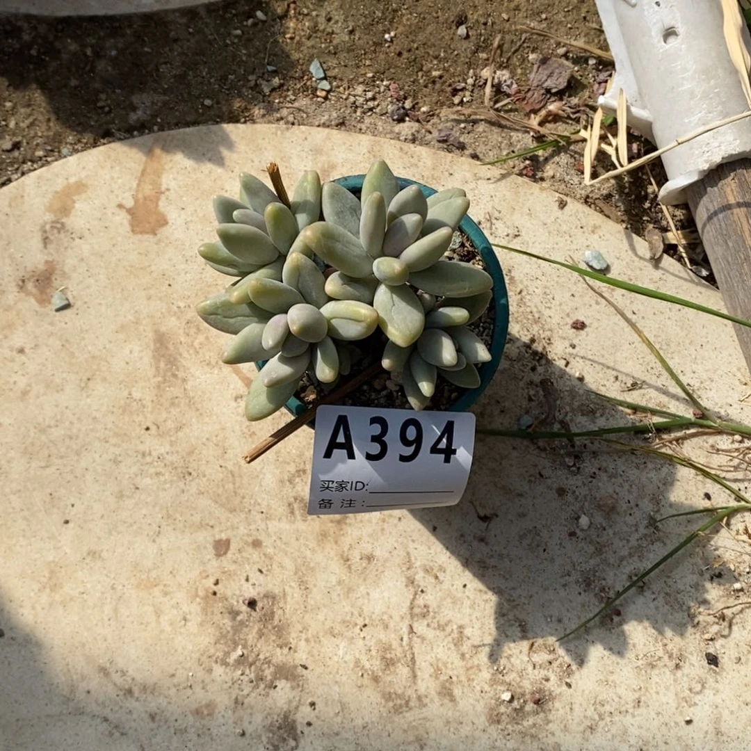 ?****?多肉植物白兰地