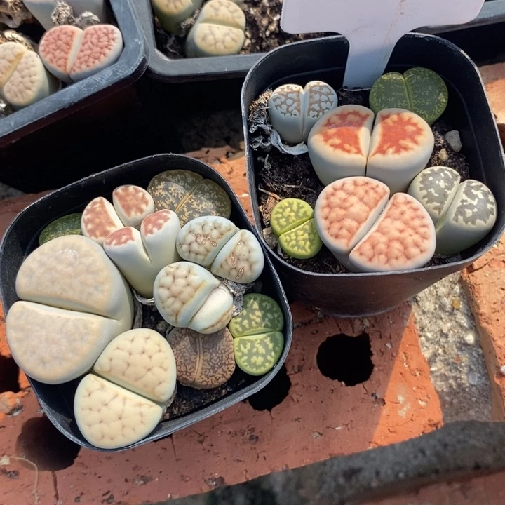 桔****生石花等植物的768