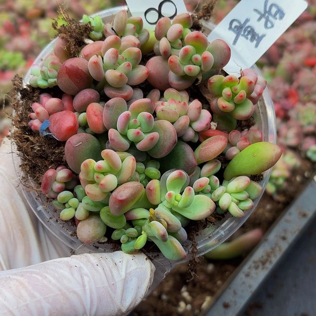 多肉植物多肉植物863量拍