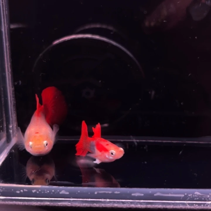 孔雀鱼黄暴球种鱼1对