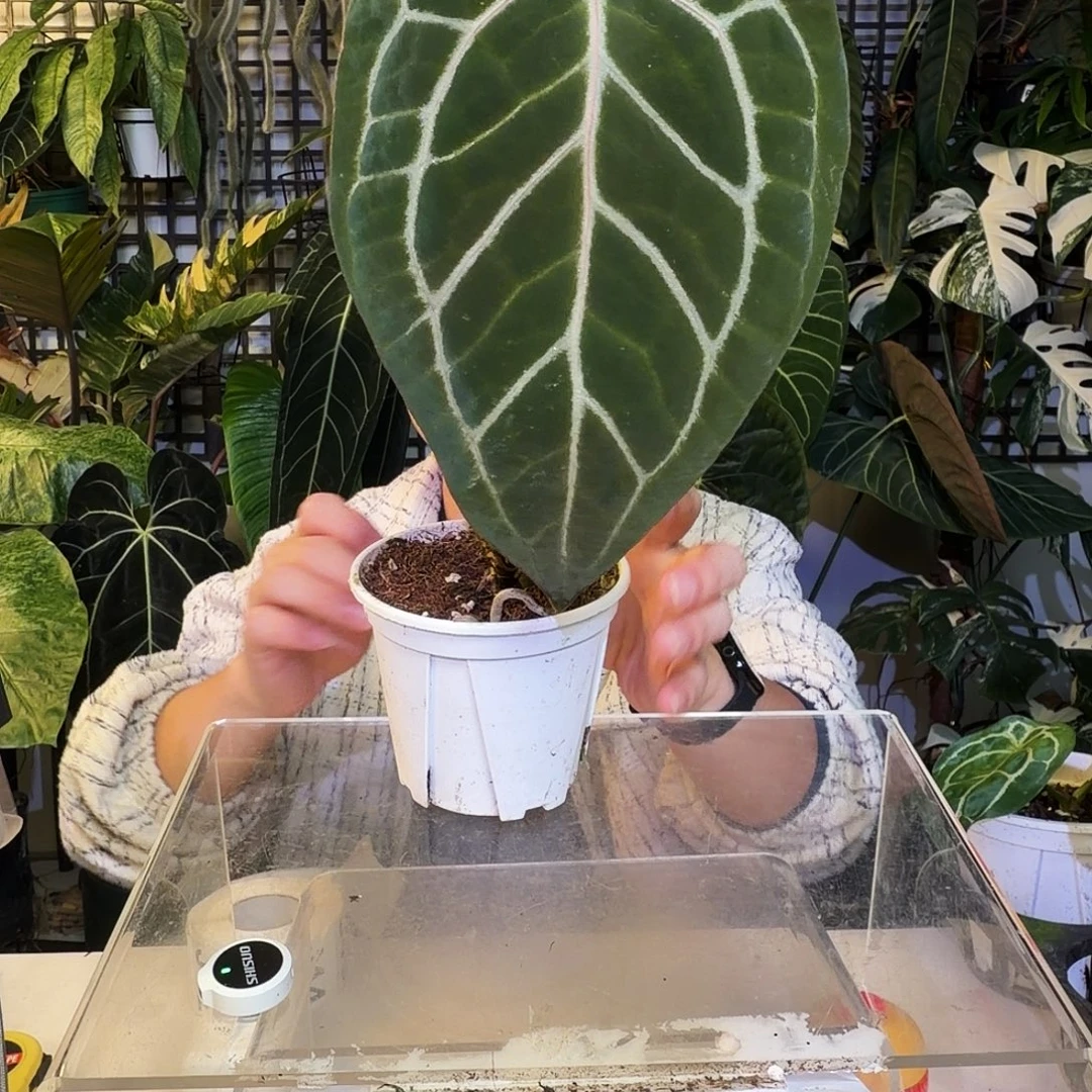 完全开放J35 红水晶杂神光