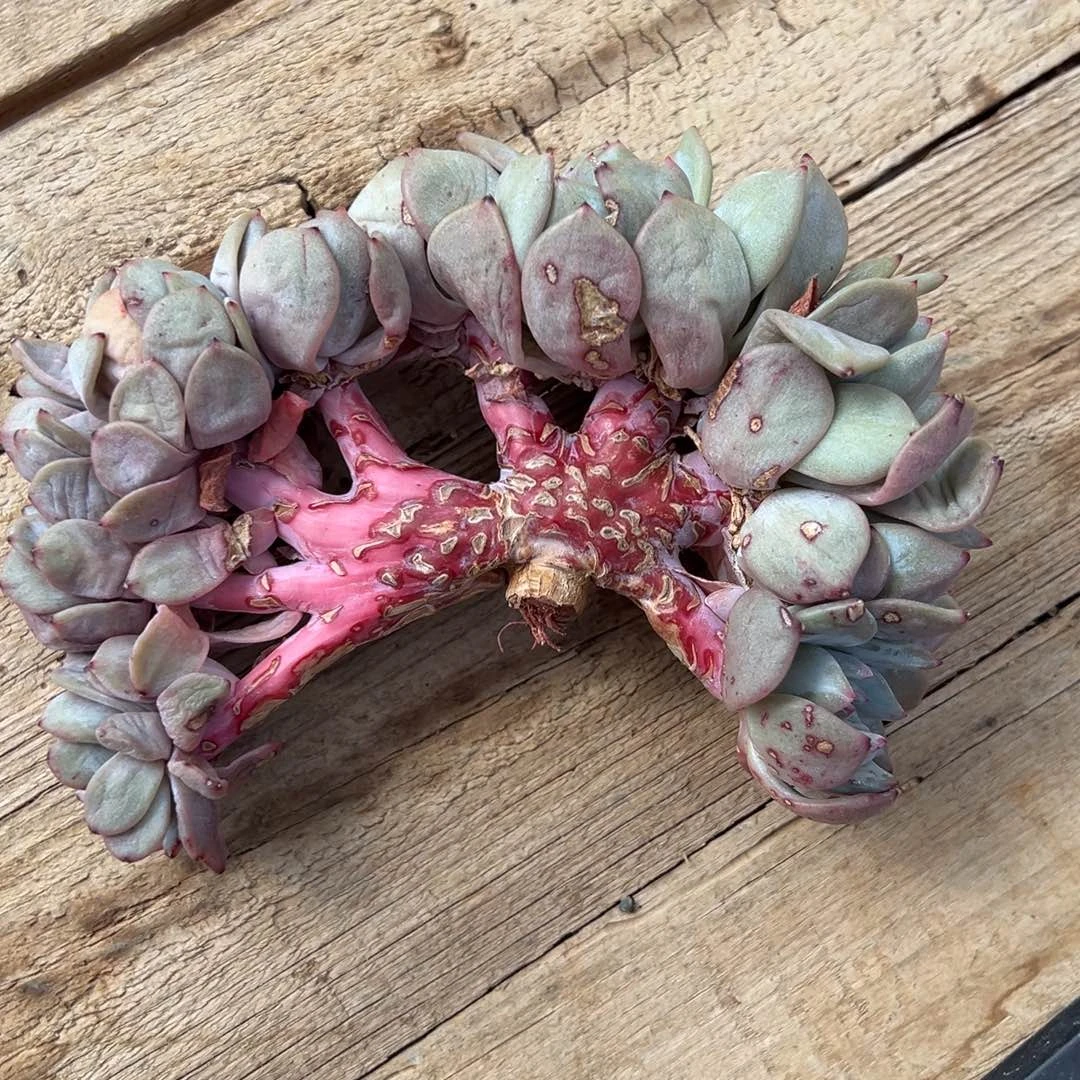 二胖多肉小树初三