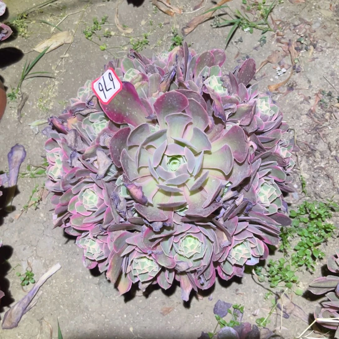 676多肉植物妖月法师