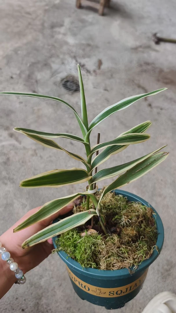金钗，鼓槌，兰花，艺草