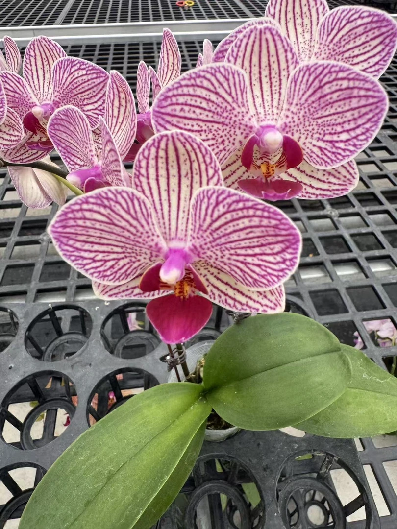 蝴蝶兰【小精灵双】鲜花盆栽室内观赏花花佛山基地直发好养易活