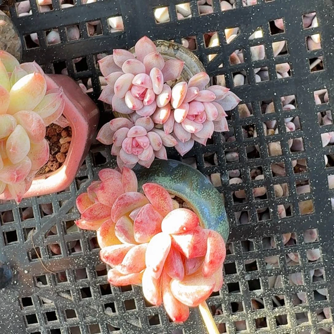 1***7卡卡米两颗一起专拍