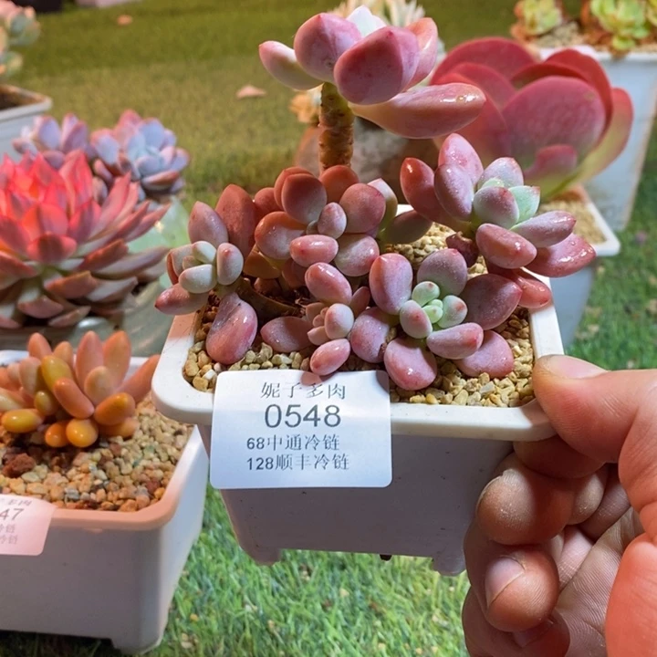 0548啊啊啊啊啊啊啊啊啊啊啊