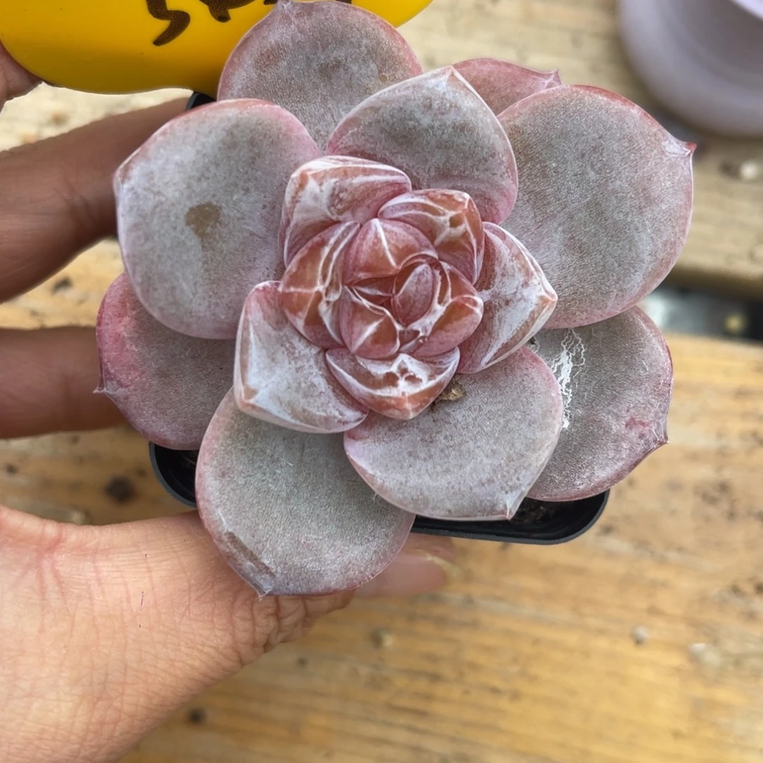 钻石珍妮单头3459