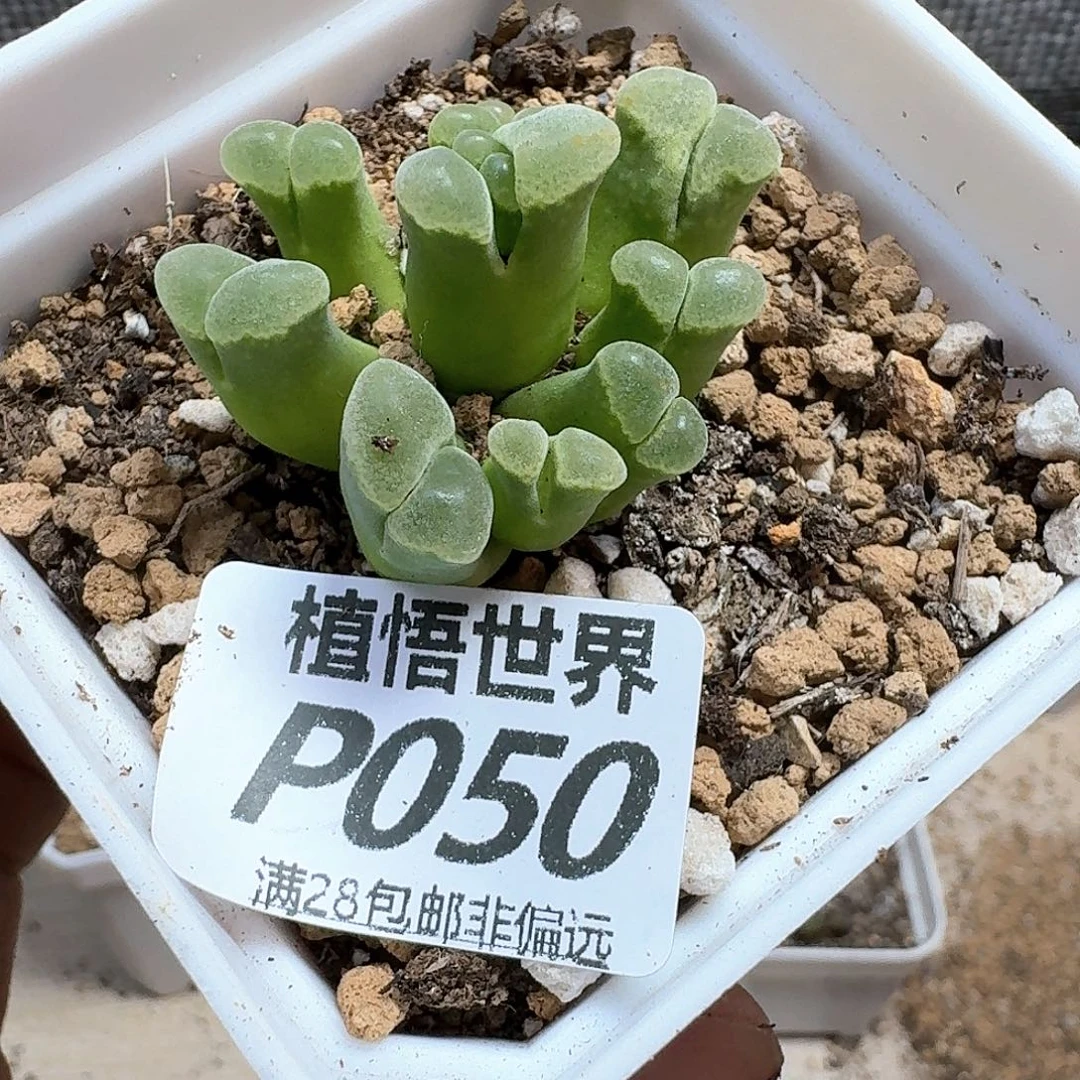咸***酱多肉植物的润泽发发